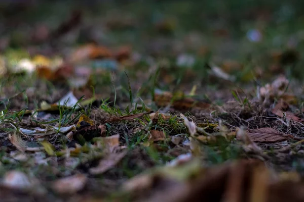 Achtergrond Textuur Van Gras Gevallen Vergeelde Bladeren Herfst — Stockfoto