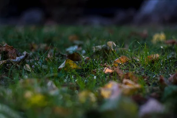 Фон Текстура Травы Опавшие Желтые Листья Осенью — стоковое фото