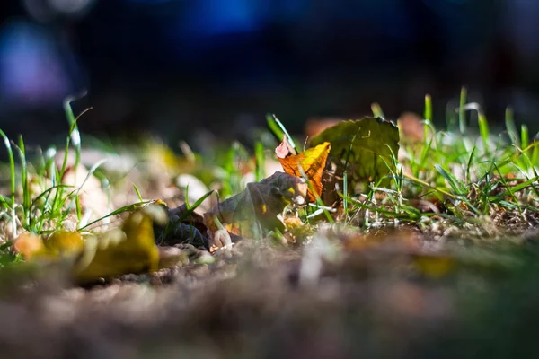 Achtergrond Textuur Van Gras Gevallen Vergeelde Bladeren Herfst — Stockfoto