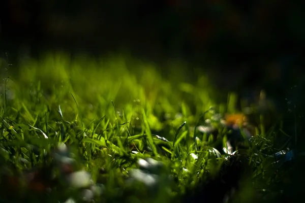 Achtergrond Textuur Van Helder Lang Fris Zomer Gras — Stockfoto