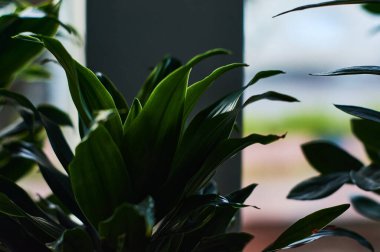 Büyük yeşil folitanlar, dekoratif, pencerenin karşısındaki çömleklerde kapalı bitkiler..