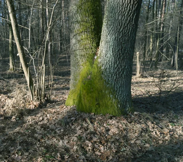 Tronco Árbol Cubierto Musgo Bosque Primavera Follaje Seco —  Fotos de Stock