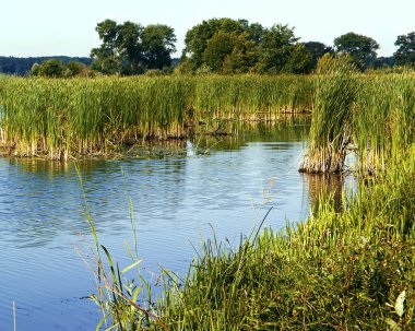 Yaz güneşli bir gün, su, rogoz ağaçları ve mavi gökyüzü.