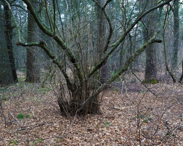 Bosque Primavera Troncos Árboles Arbustos Follaje Seco —  Fotos de Stock