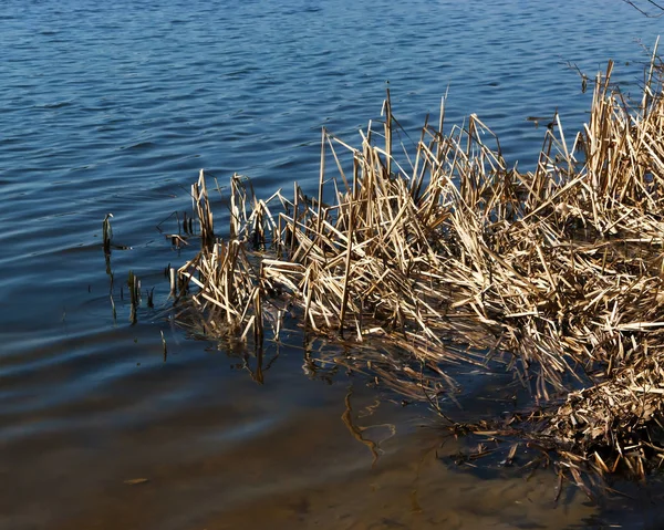 Tiges Sèches Quenouilles Dans Eau Printemps — Photo