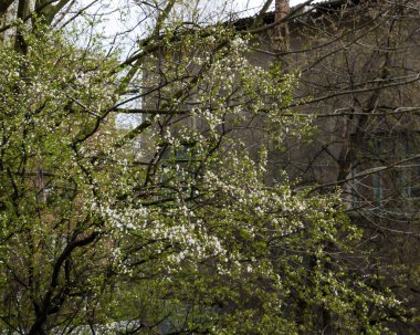 İlkbaharda meyve ağacı, gökyüzü ve bina