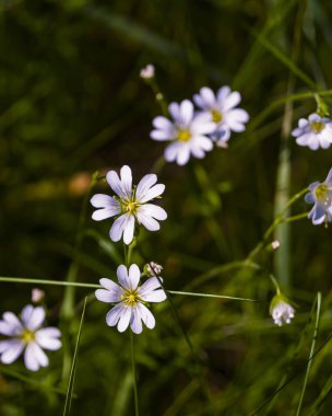 Bulanık arka planda çayır çiçekleri