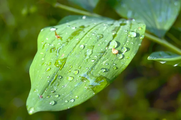 Мокрый Лист Капли Дождя Зеленом Листе — стоковое фото