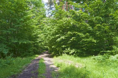 Ormanda yol ve ağaçlarda genç yapraklar