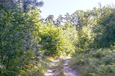 Orman yolu, ağaçlar, çalılar ve mavi gökyüzü