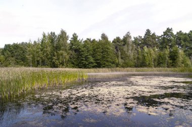 Eylül ayında Orman Gölü
