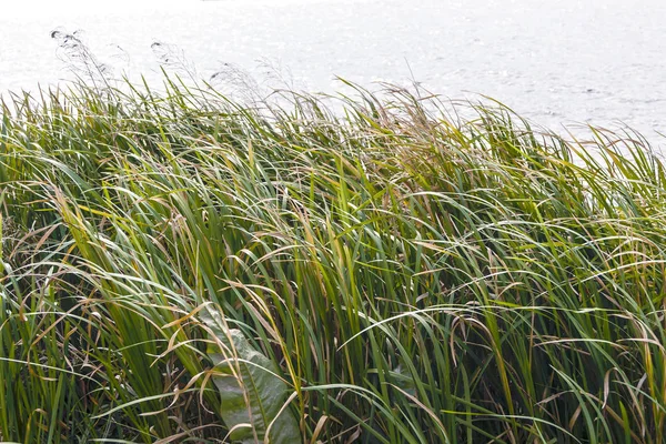 Autumn Thick Grass Bent Wind — Stock Photo, Image