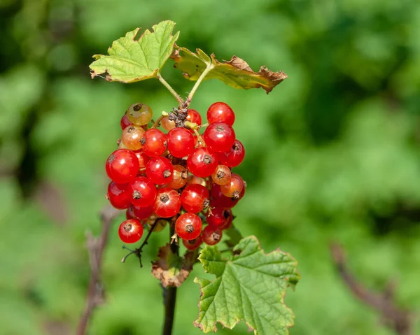 Bacche Ribes Rosso Illuminate Sole Luminoso Uno Sfondo Sfocato — Foto Stock