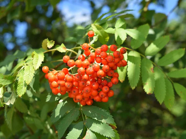 Rowan Ramo Con Frutti Foglie — Foto Stock