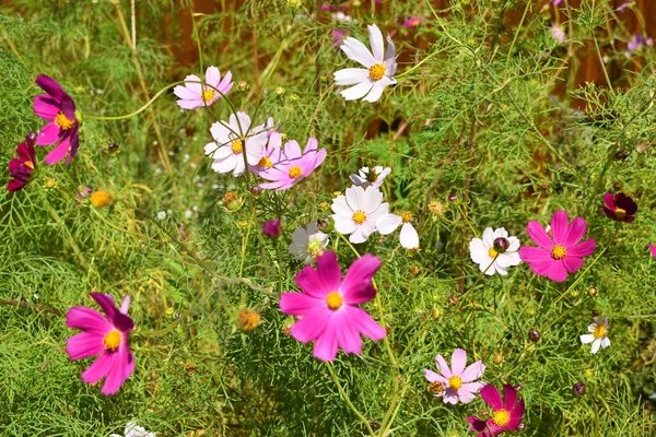 Belles Fleurs Par Une Matinée Ensoleillée Août — Photo