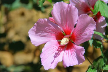 pembe Gül of sharon