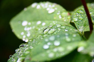 Yaprağın üzerindeki yağmur damlaları