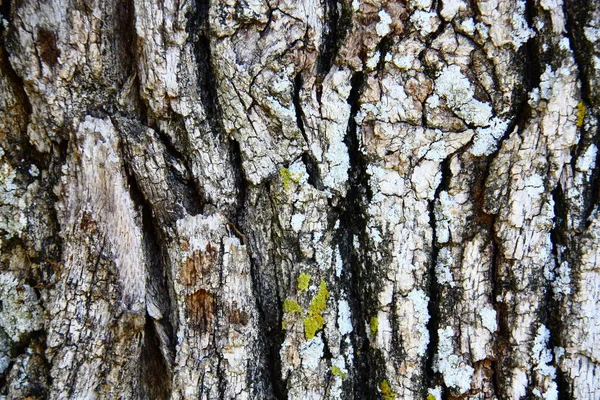 Oak cortex texture with lichens