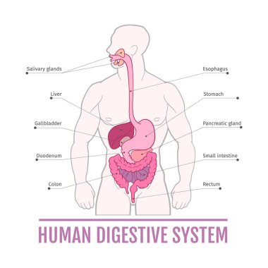 insan sindirim sistemi tıbbi Illustration. ders kitapları şeması. iç organları.
