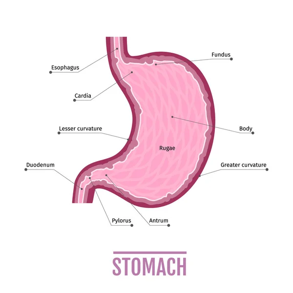 Ilustración Médica Del Estómago Humano Esquema Para Libros Texto Órganos — Vector de stock