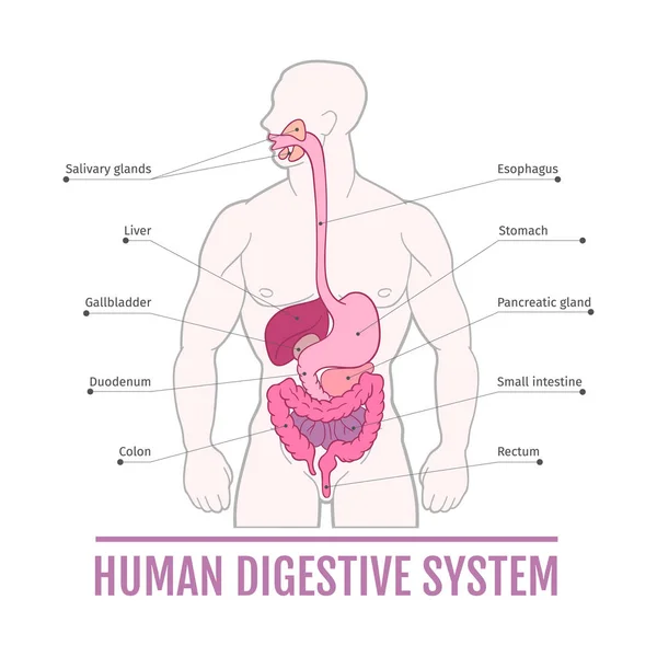 Illustration Médicale Système Digestif Humain Régime Pour Les Manuels Scolaires — Image vectorielle