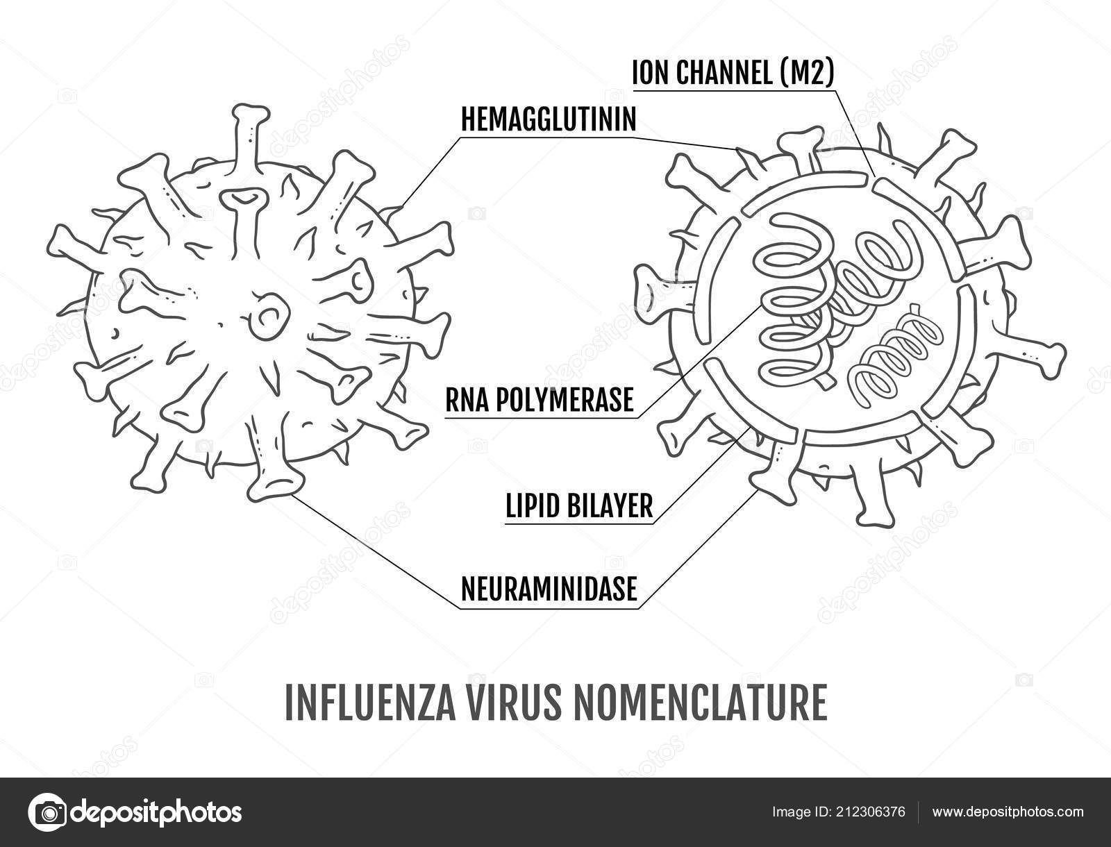 Disegno Del Virus : Disegno coronavirus: misti da colorare ...