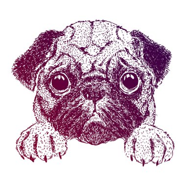 Komik boksör. Beyaz arka plan üzerinde köpek yavrusu sketch vektör çizim. Yazdırın. T-shirt