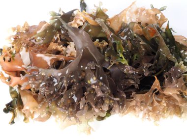 İrlandalı yosun - Carrageen Moss Musgo de Irlanda. Binominal adı: Chondrus Crispus. Bir deniz sebze ya da yenilebilir kırmızı deniz yosunu olduğunu.