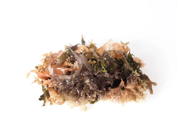 爱尔兰青苔 鹿角菜青苔 Musgo Irlanda 二项式名称 Chondrus 基利司布 它是一种海洋蔬菜或食用红海藻 — 图库照片