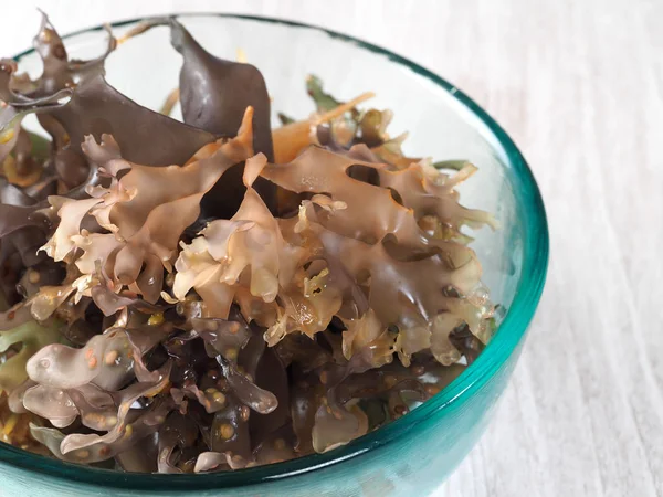 Irish Moss -  Carrageen Moss  Musgo de Irlanda. Binomial name: Chondrus Crispus. It is a sea vegetable or edible red seaweed.