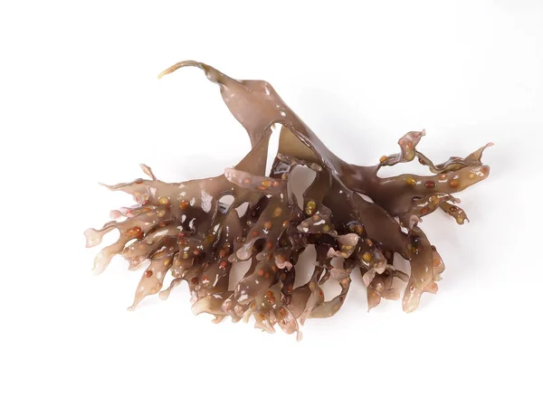 Irish Moss Carrageen Moss Musgo Irlanda Nome Binomial Chondrus Crispus Imagens Royalty-Free