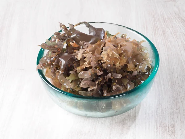 爱尔兰青苔 鹿角菜青苔 Musgo Irlanda 二项式名称 Chondrus 基利司布 它是一种海洋蔬菜或食用红海藻 免版税图库照片