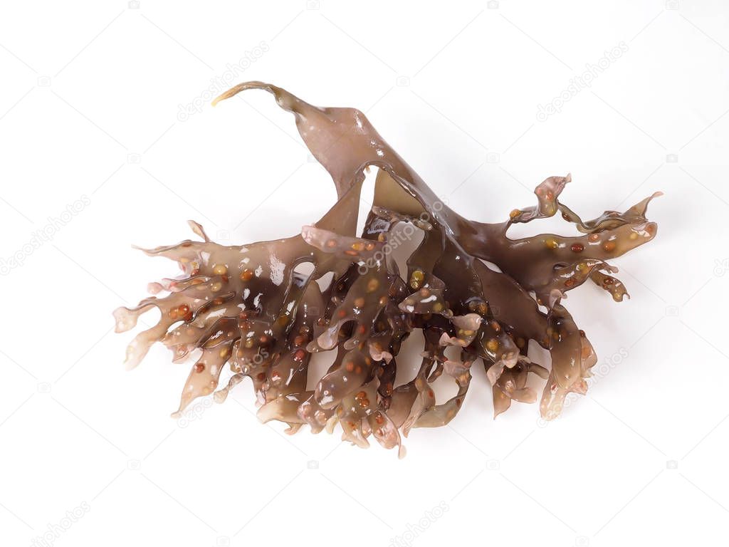Irish Moss -  Carrageen Moss  Musgo de Irlanda. Binomial name: Chondrus Crispus. It is a sea vegetable or edible red seaweed.