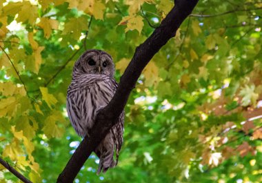 hibou mont Aziz Bruno 