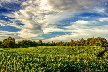 Şampiyon Noel mısır tarlası
