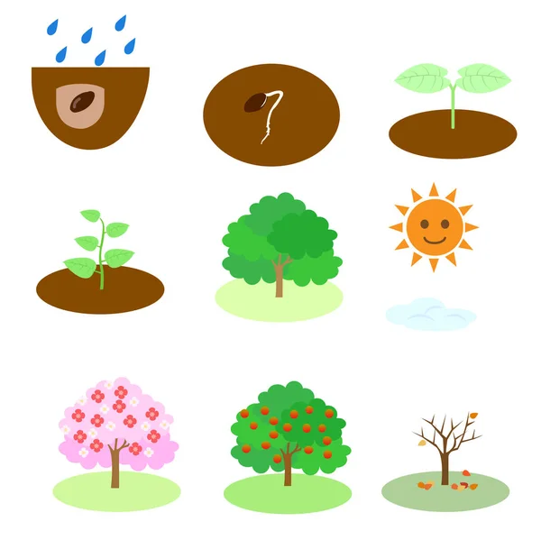 Ανάπτυξη Των Δέντρων Ξεκινώντας Από Βλαστική Ικανότητα Σπόρων Προς Σπορά — Διανυσματικό Αρχείο