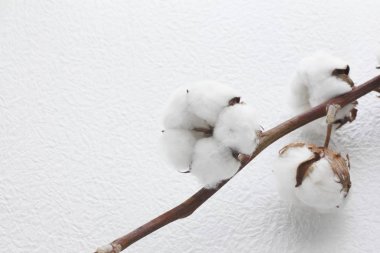 Pamuk çiçek Close-up