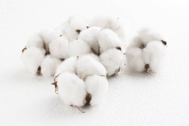 Pamuk çiçek Close-up