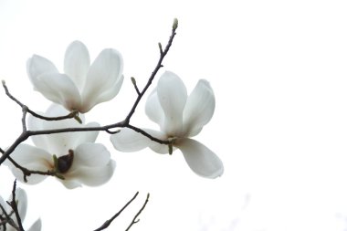 Beyaz arka plan ve beyaz Manolya