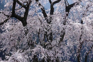 Someiyoshino büyük ağaç kesip dolu