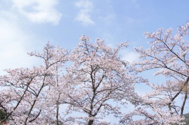 Açık bir gökyüzünde tam Bloom kiraz çiçekleri ile manzara
