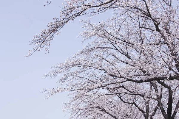 Ramos Contíguos Árvores Flor Cereja Céu — Fotografia de Stock