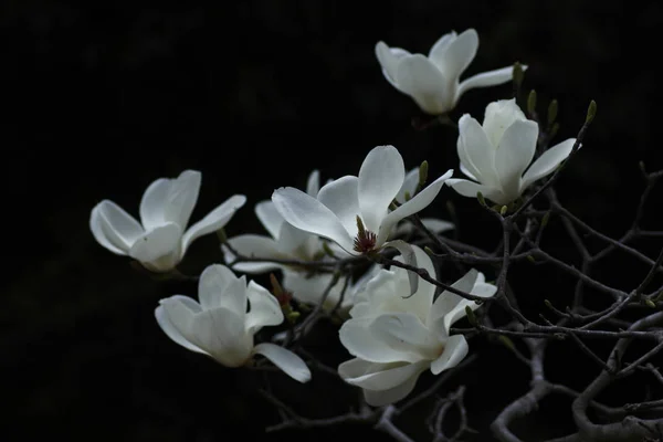 White Magnolia made black back