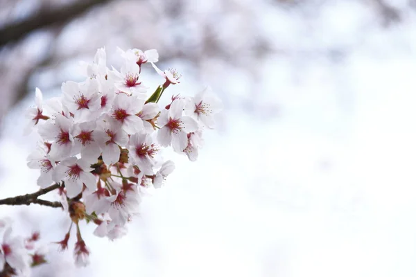 Blommande Körsbärsträd Full Blom Och Kopia Utrymme — Stockfoto