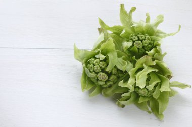 Bir erken bahar yabani ot tomurcukları.