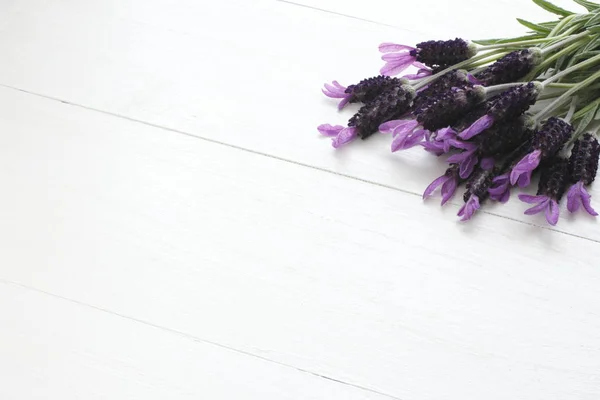 Freshly picked lavender flowers on white board