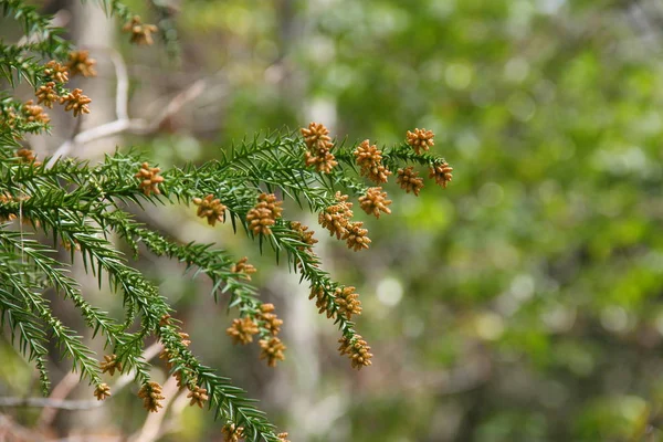 Cedar male blooms at the branch. — Stock Photo, Image