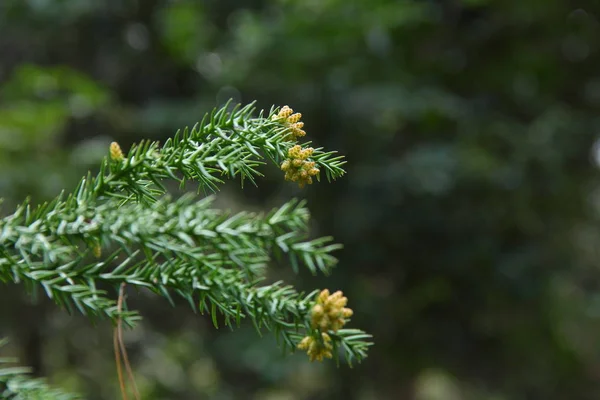 Cedar male blooms at the branch. — Stock Photo, Image