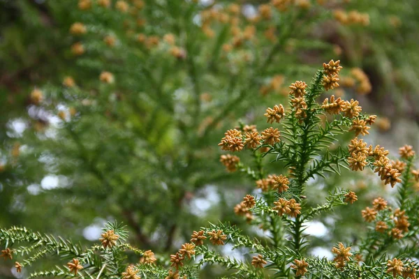 Cedar mužské květy na pobočce. — Stock fotografie