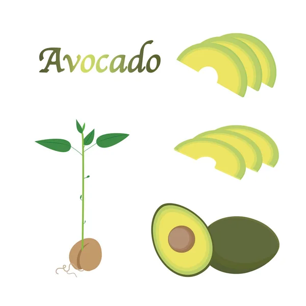 Avokado meyve ve genç ağaç illüstrasyon seti — Stok Vektör
